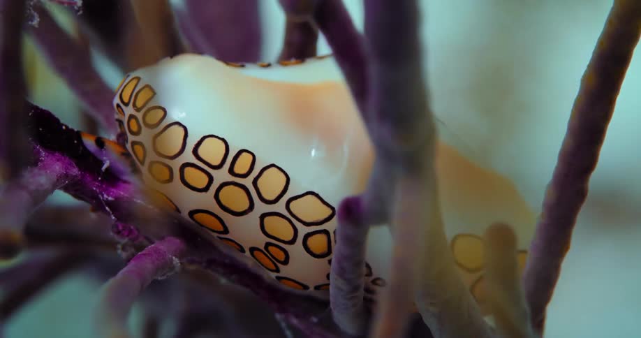 Sea life on the ocean floor