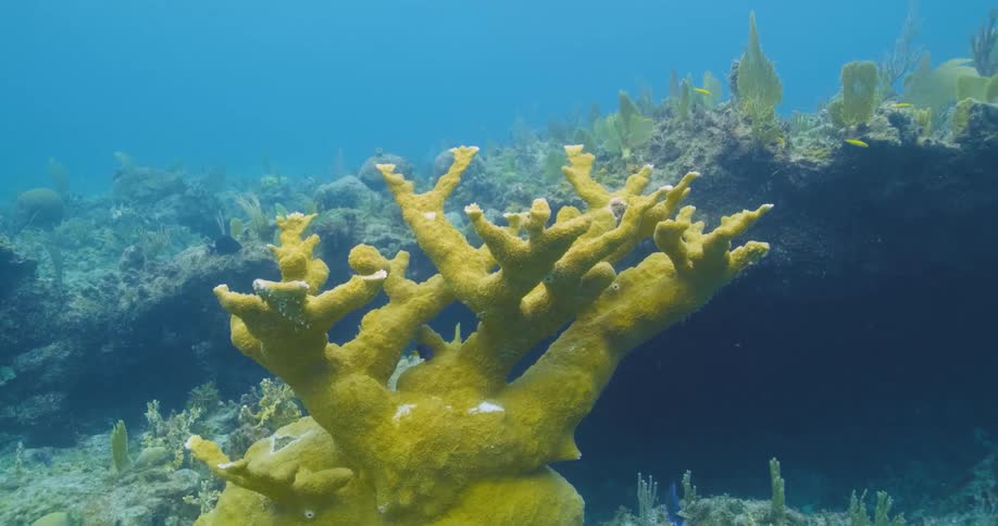 Fish swim around the reefs underwater