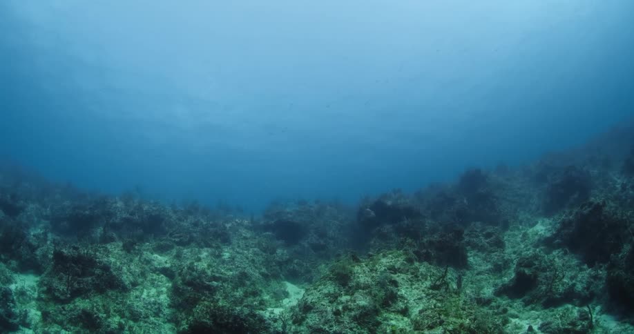 Textured coral covers the bottom of the ocean