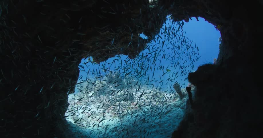 A school of fish are seen swimming though an underground rock formation