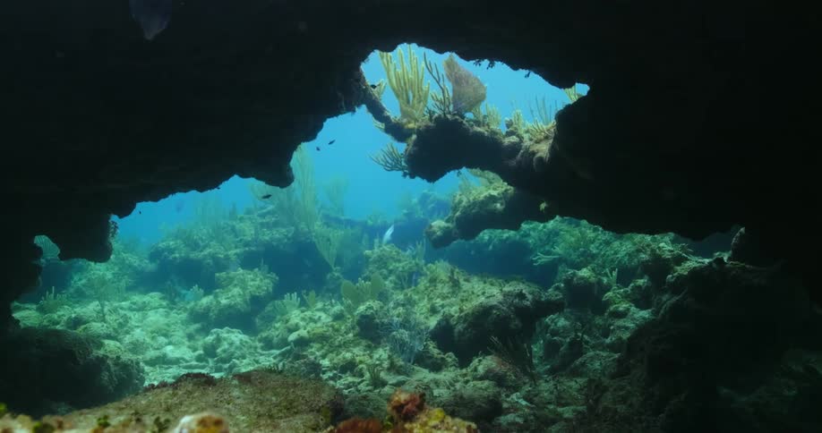 Fish swim through opening near coral reef