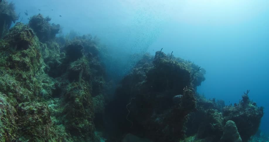Fish swim in blue ocean water above a green reef