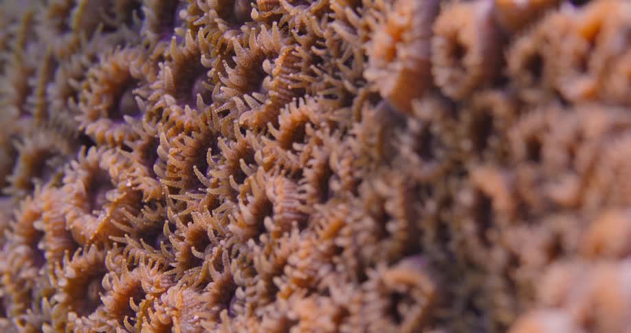 A close up of sea anemones