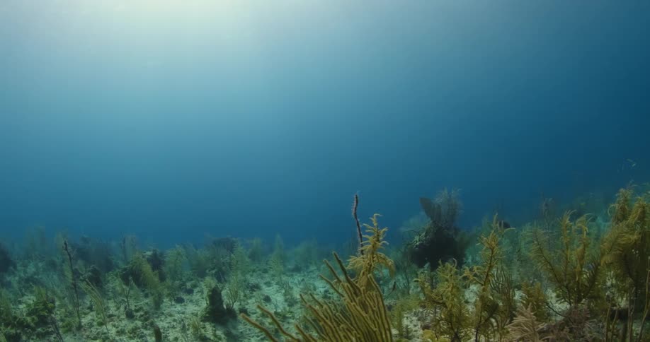 The sun is shining brought underwater