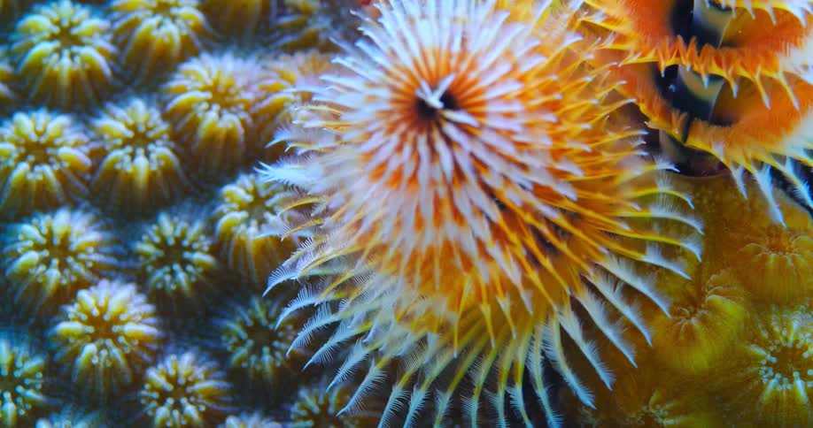 The colorful sea life moves underwater