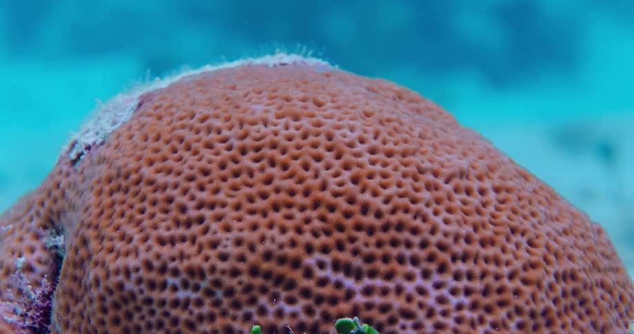 A live piece of coral is shown closely underwater