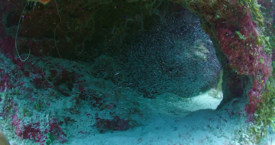 A large school of small fish swim together near under a rock formation