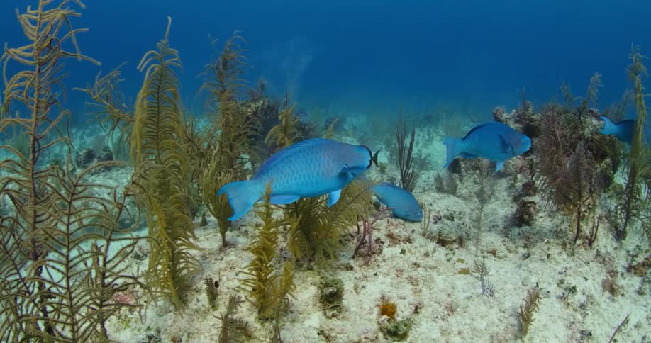A group of fish swim together underwater