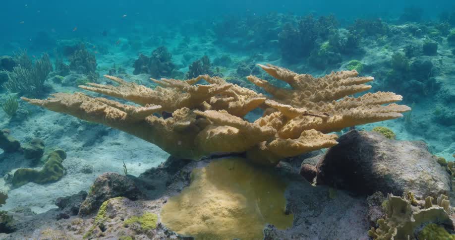 A large coral plant in the ocean with other plants and fish around during the day