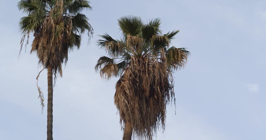 A breeze blowing through palm trees in the daytime
