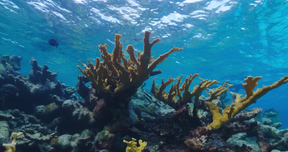 Fish swimming past coral reef in the ocean