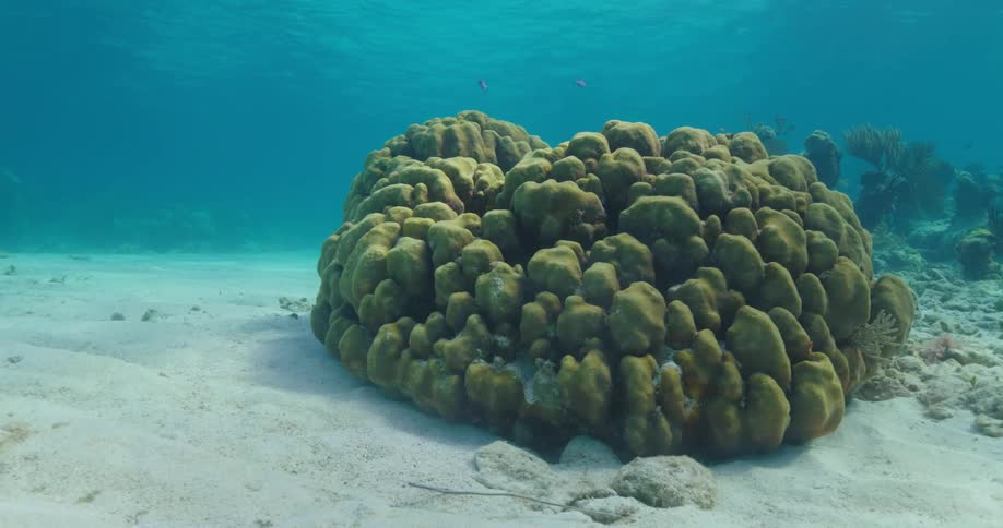 Fish swimming around plants under water
