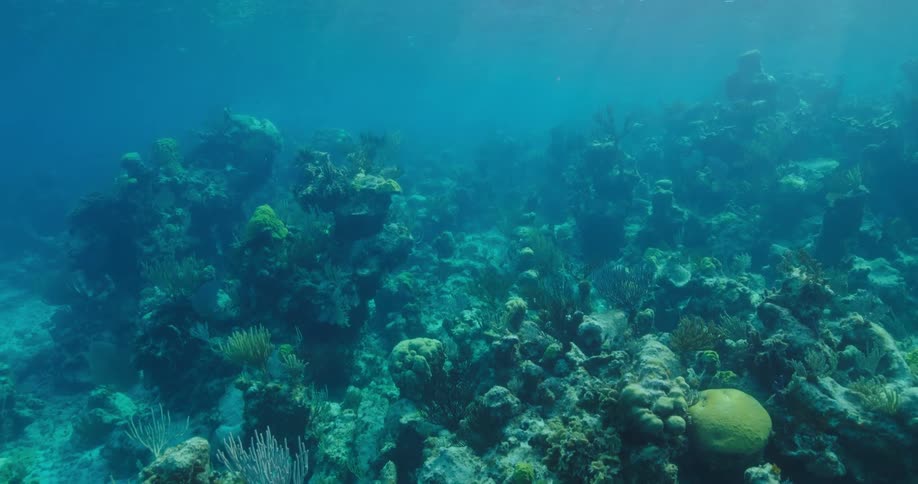 The water is filled with sea life