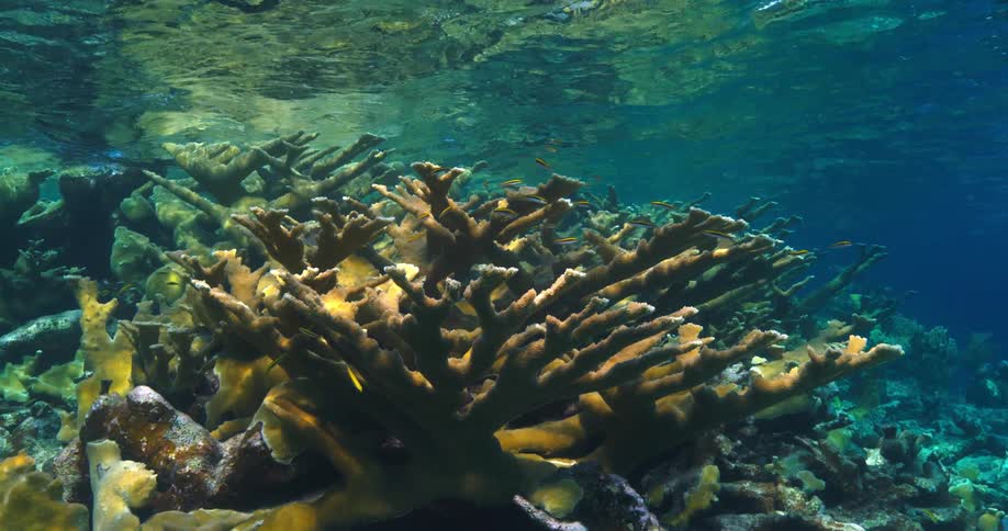 Surface waves and ripples cast shadows on reef