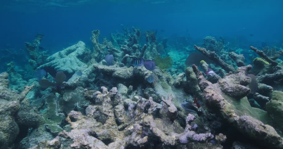 Fish swimming over a coral reef on the ocean floor