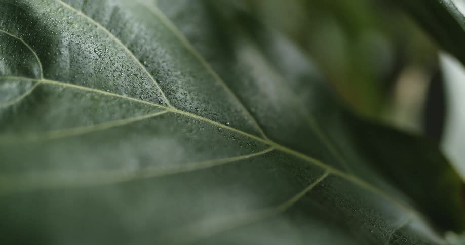 Close up of green leaf with midrib and veins