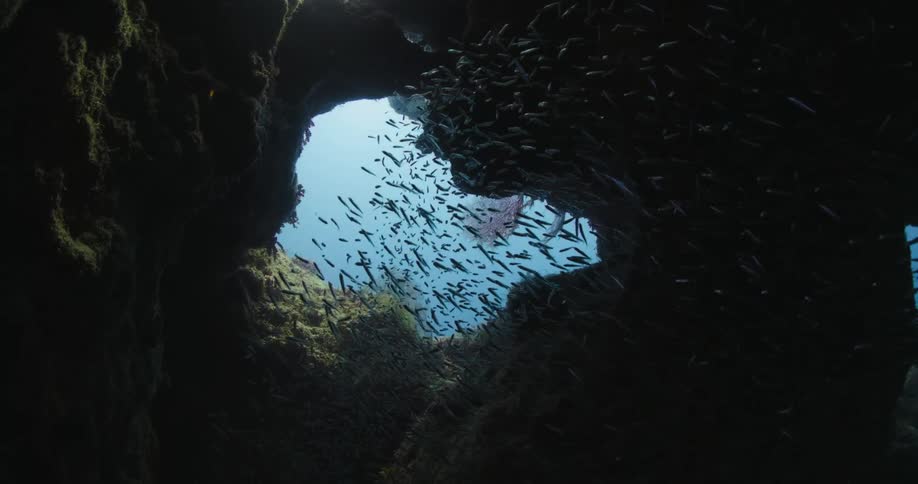 A school of fish are seen swimming though an underground rock formation