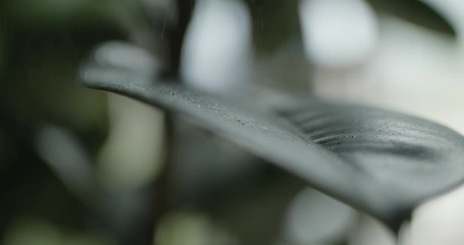 Close up of green leaf midrib and veins