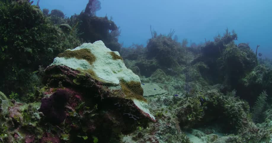 Fish swimming around seaweed on an ocean floor