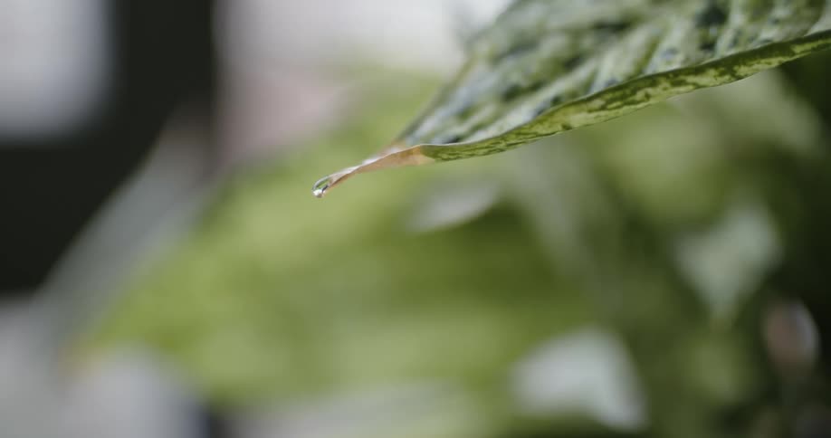 Water droplets drip from a green leaf