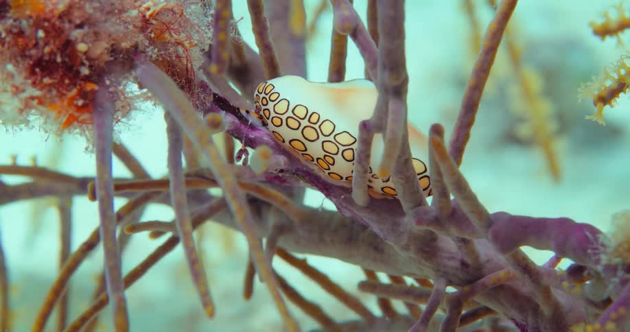 Sea life growing on a coral reef in the blue ocean water