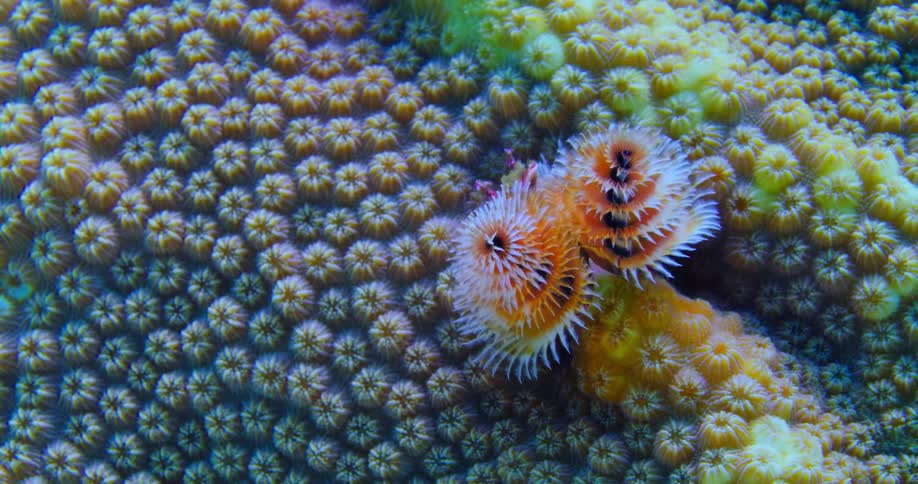 Colorful underwater sea life sprouting out of a coral reef in the ocean