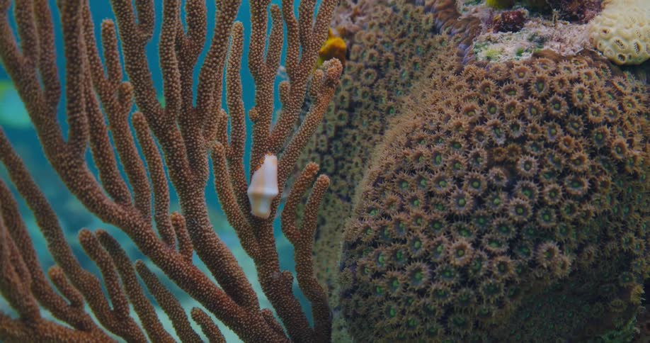 The reef moves slowly underwater