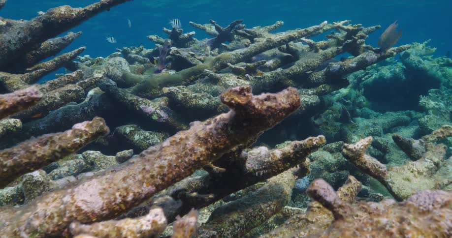 Dead coral reef from Coral Bleaching