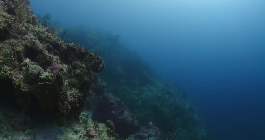 Underwater world with moss and fish by rocks