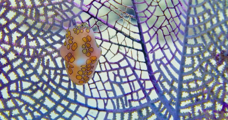 Marine life living on an ocean floor