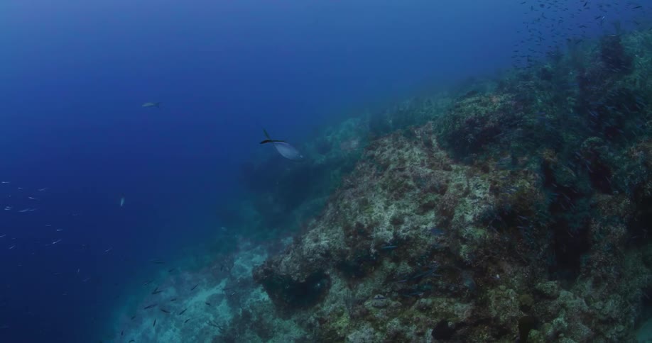 Fishes swimming over a coral reef in the blue ocean water