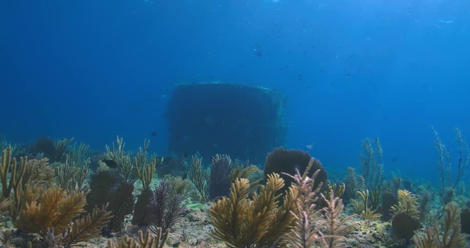 Fish swim through coral on the ocean bottom