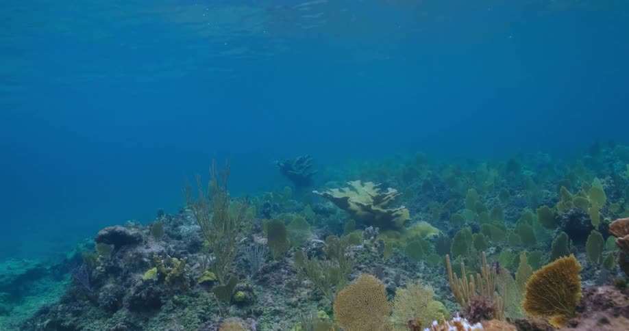 Underwater footage of sponges and algae on a coral reef in the blue ocean water