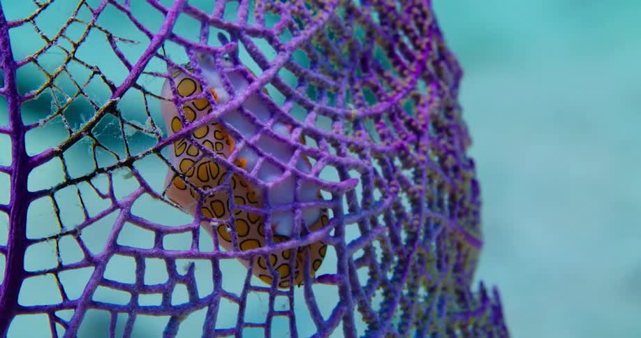 A sea creature holds onto a plant as it moves in the ocean current