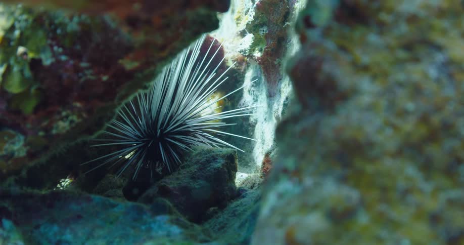 A sea creature between rocks underwater