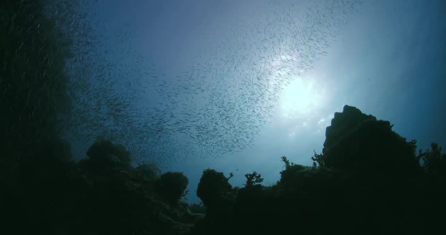 A look at a large school of fishes swimming underwater