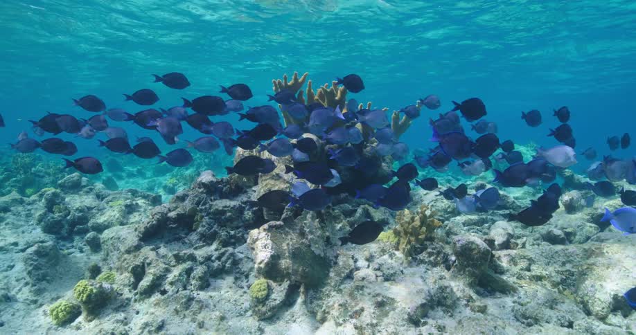 A school of blue fish swim together underwater during the day