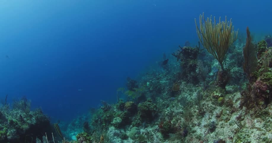 Underwater world of sea with fish and moss