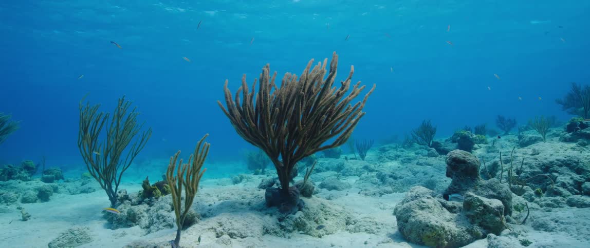Fish swim over seafloor as kelp waves in the current and waves move across ocean surface