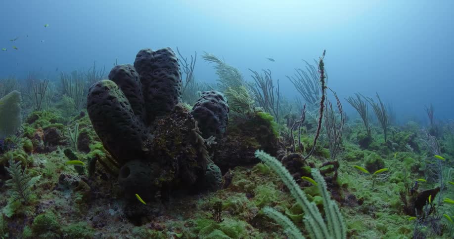 Wide shot of underwater life