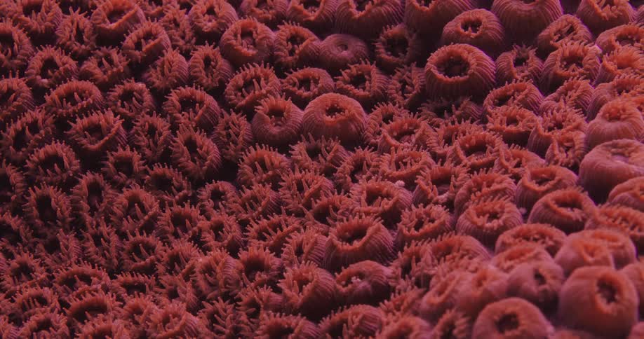 Red sealife sways in the water of an ocean
