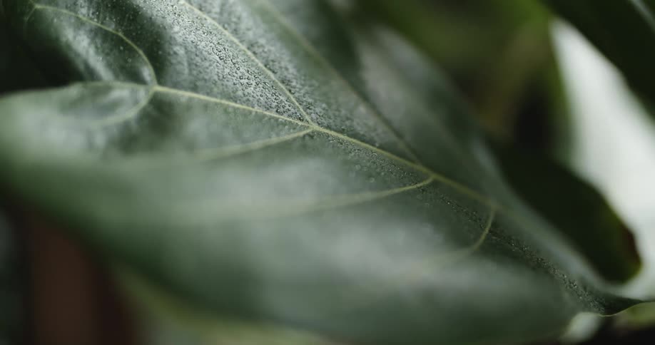 The veins on a leaf show very clearly