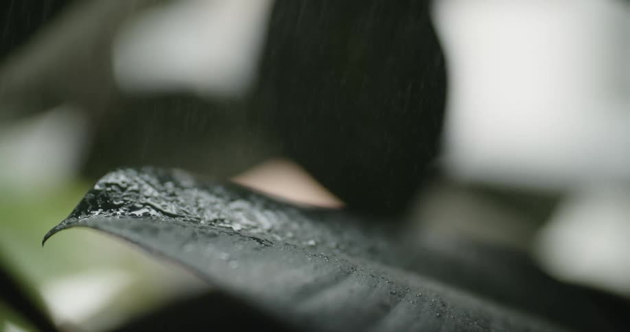 Rain falls onto dark green leaf wetting the surface