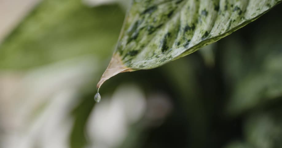 Water droplets drip from a green leaf in the rain