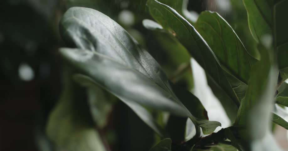 A green plant with shiny leaves