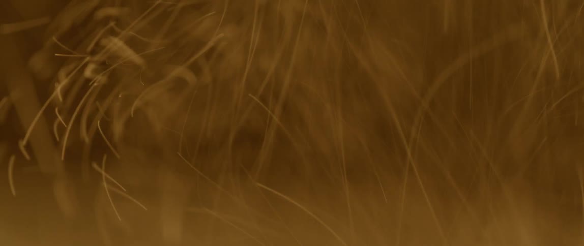 Particles swirl in the air