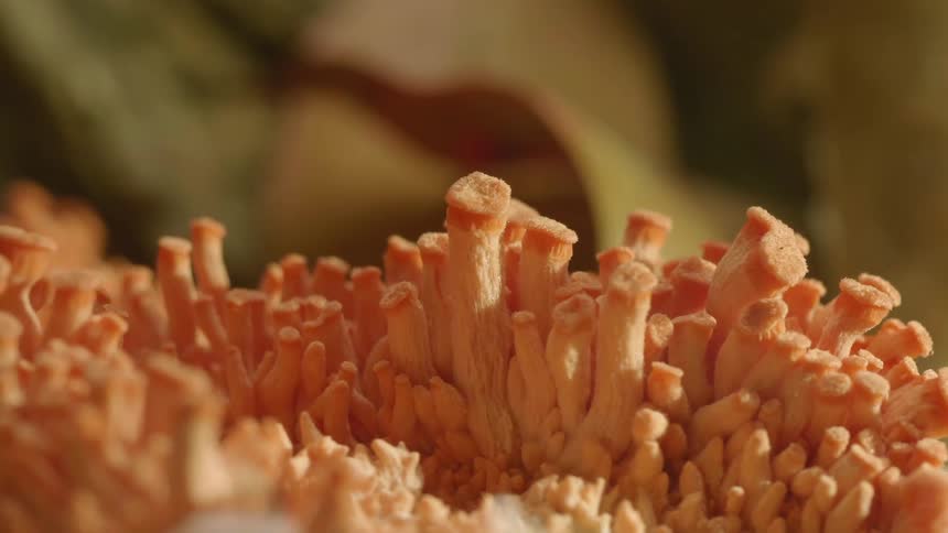 Orange mold or fungus growing on a time lapse under the sunlight