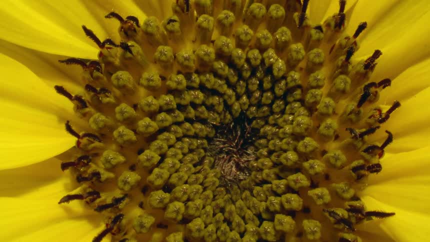 The stamen center of a yellow flower burst open and grow