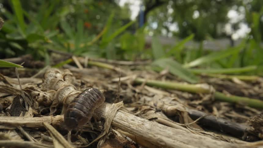 Insect walknig over the twigs on the ground on a field