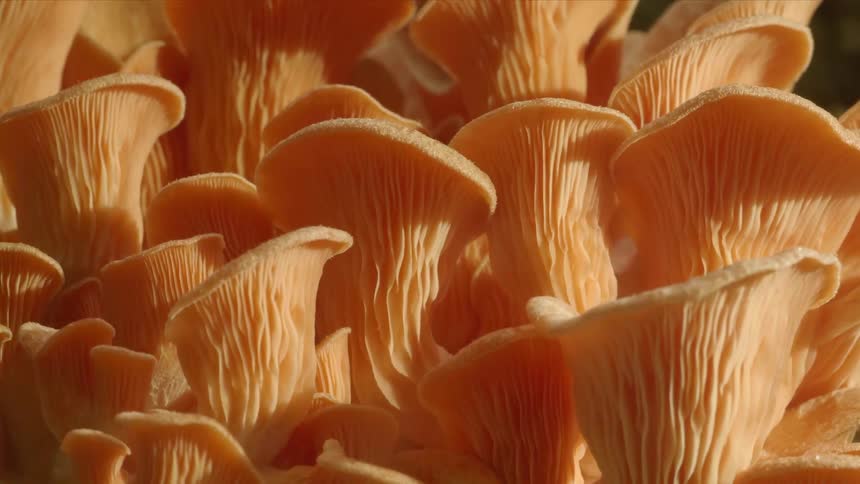 A time lapse of a fungus growing in a forest during the day
